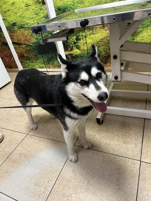 Хаскі бескоштовно