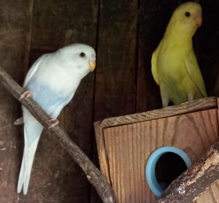 Periquito amarelo ou azul