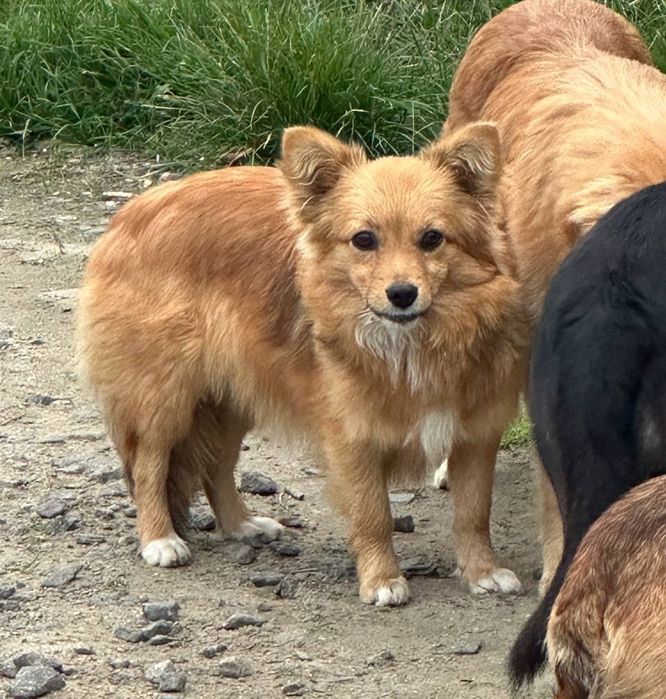 Отдам даром в добрые руки щенка метис корги