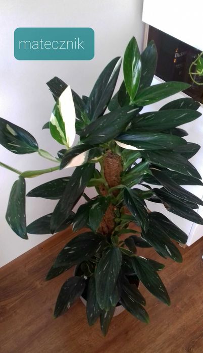 Monstera Standleyana/Cobra variegata, 2 oddzielne pędy