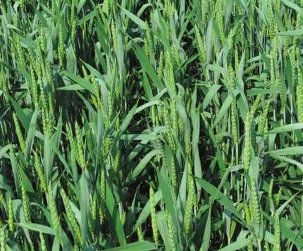Продам пшеницю посівну  1 репродукція  ЛЕННОКС ( дворучка)