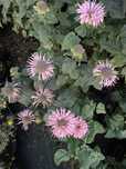 Pysznogłówka szkarłatna 'Melua Appleblossom' Monarda x didyma