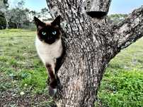 Gatinhos lindos à procura de um lar carinhoso