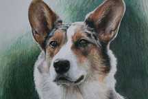WELSH CORGI portret psa pies psy rysunek kredkami A3
