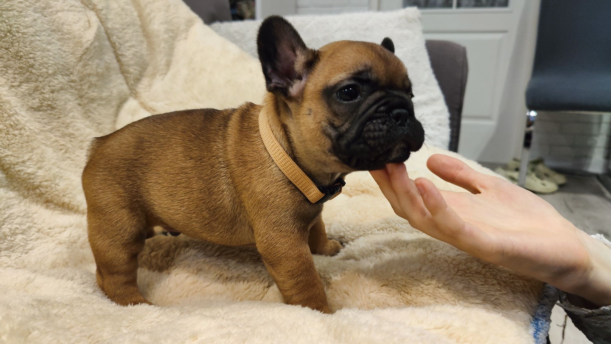 Buldog francuski, chłopczyk ZKwP/FCI