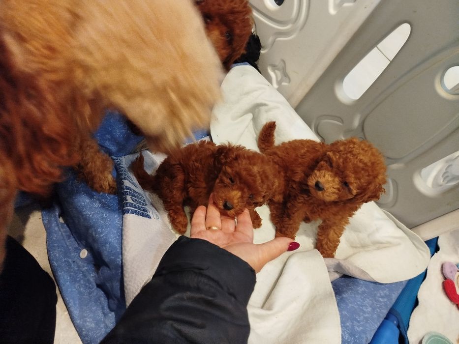 Pudel miniaturowy ciemny Red