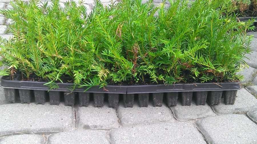 Cis Taxus Baccata 5-15 cm Sadzonka Multiplata Kraków