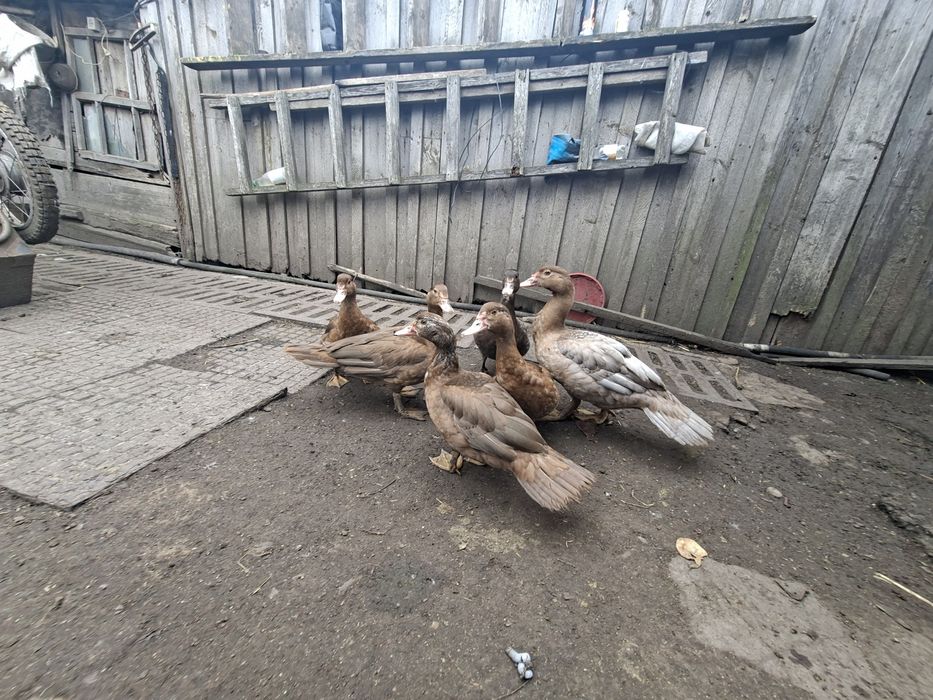 Мускусні качки, каченята.