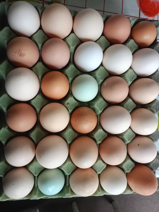 Jajka wiejskie świeże