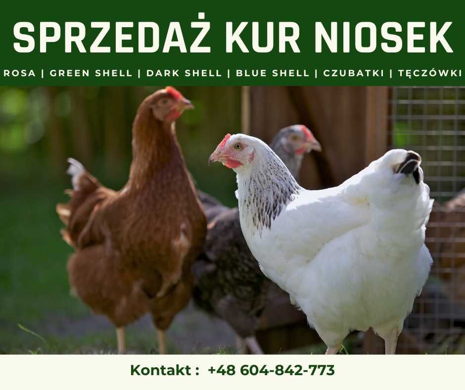 KURY NIOSKI ROSA Dark, Blue, Green Shell -Transport Gratis CAŁA POLSKA