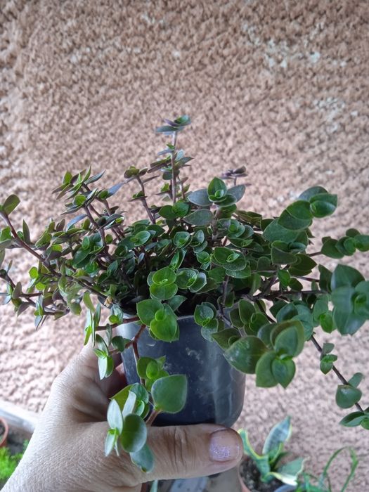 Кімнатні рослини