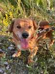 TOFFI- poleca się do adopcji!