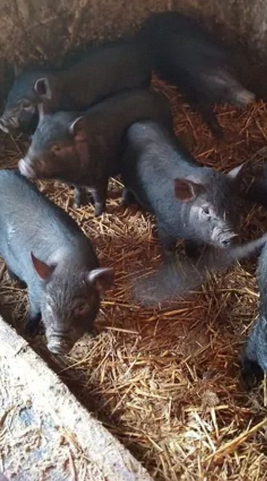 В'єтнамські свинки