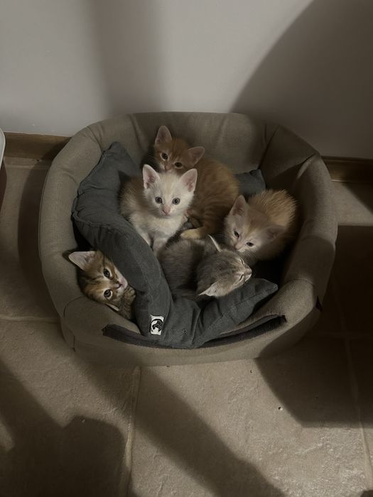 Віддамо котиків в хороші руки