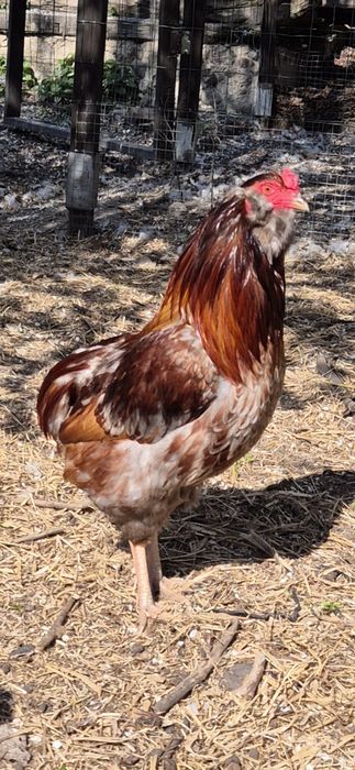 Koguty araucana, rosa, legbar, leghorn