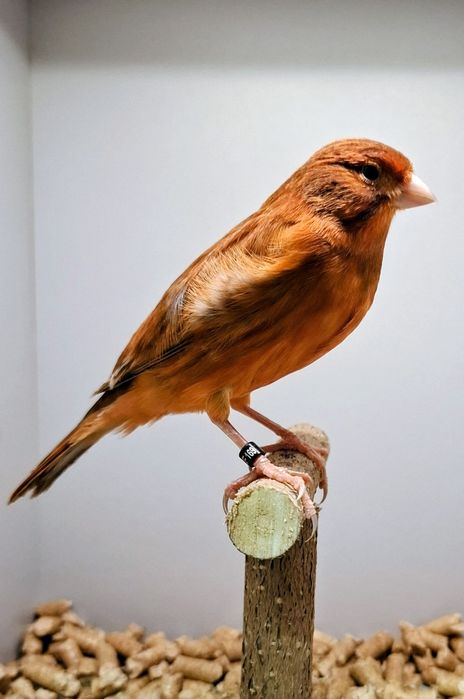 Kanarki agat czerwony