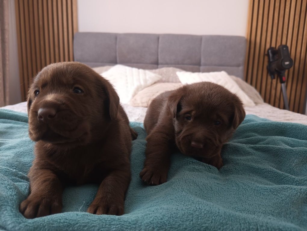 Labrador czekoladowy