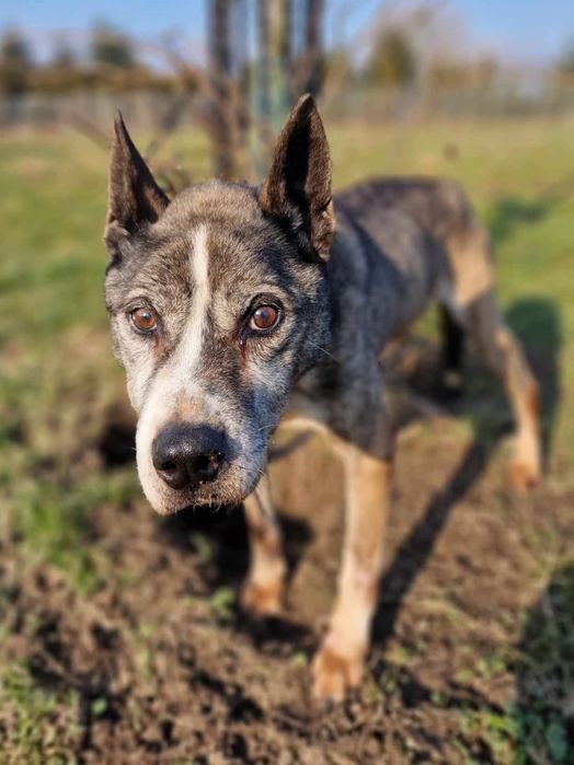 Zaniedbany pies Dżok do adopcji!