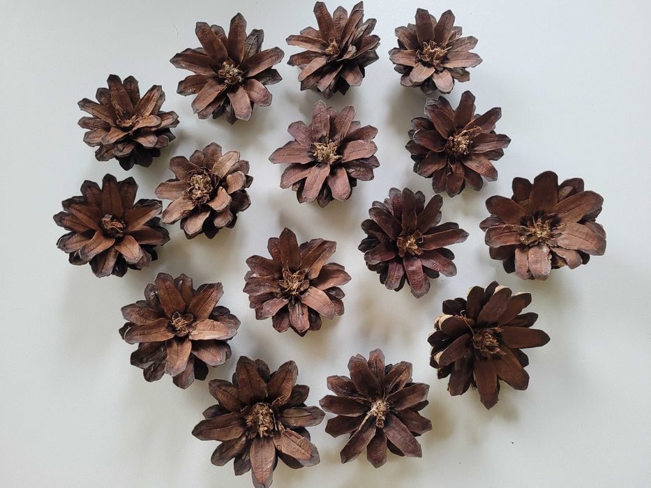 orzechy żołędzie szyszki kasztany plus artykuły plastyczne