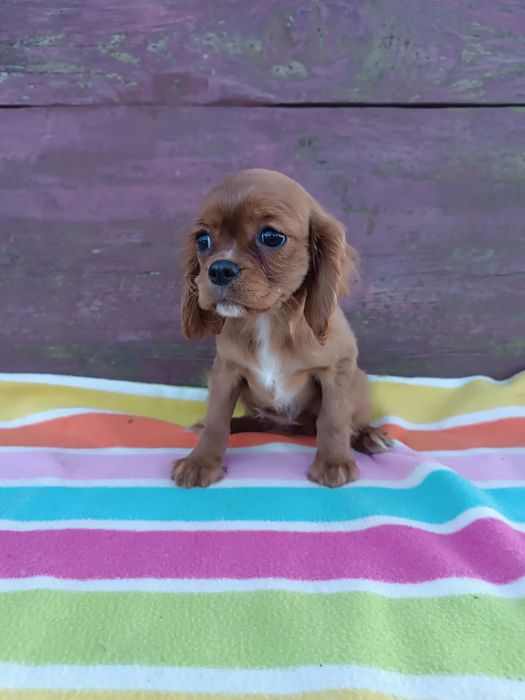 Suczka Cavalier King Charles Spaniel