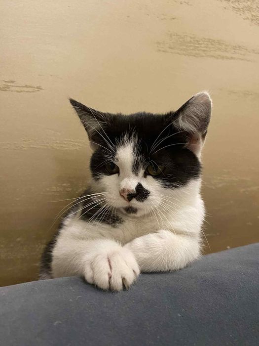 Oddam kotke w dobre ręce