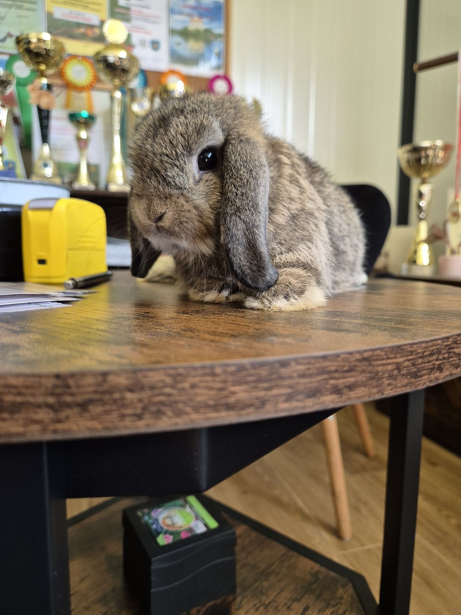 Króliczki Mini lop rasowe