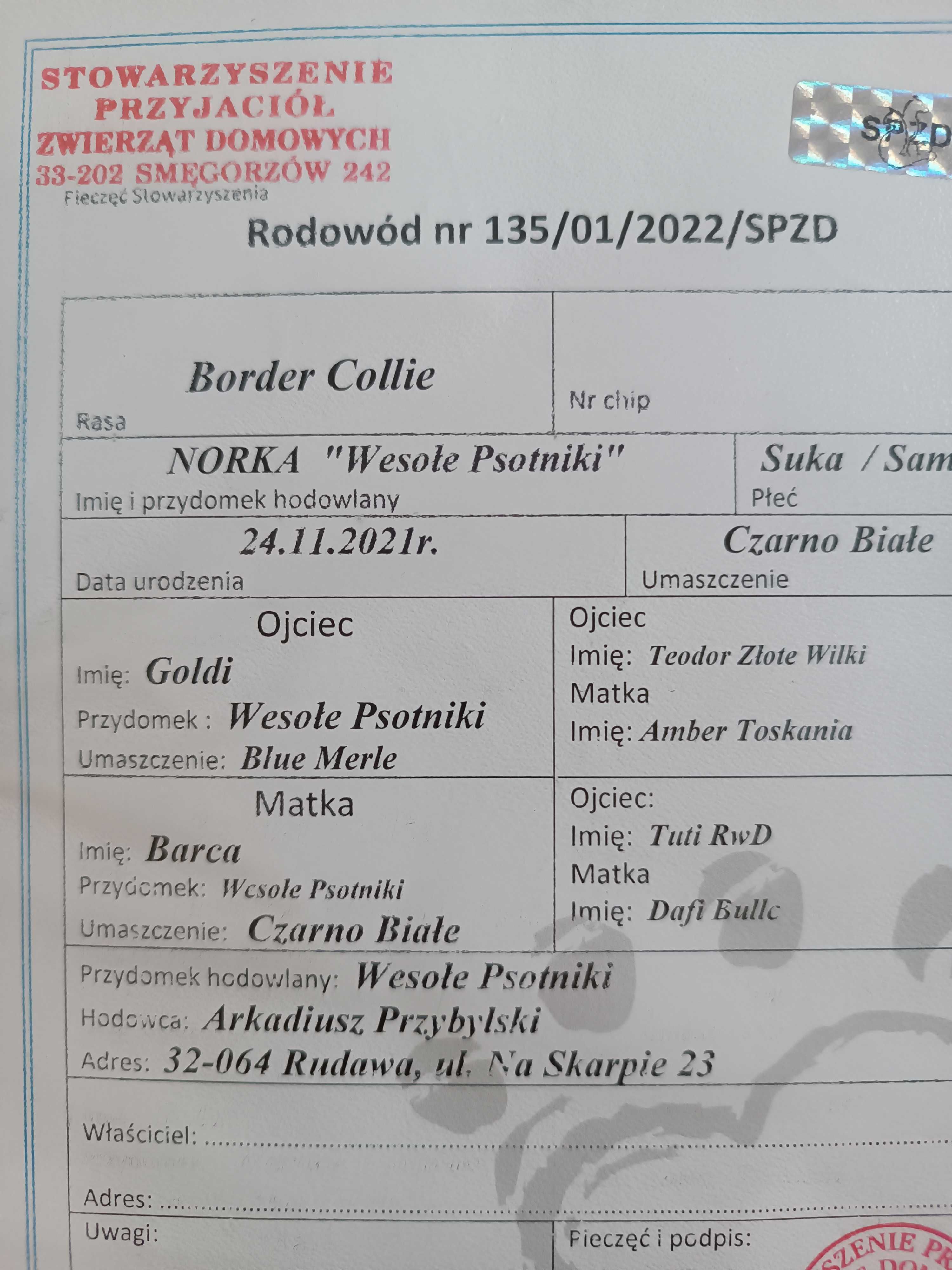 Border Collie z rodowodem