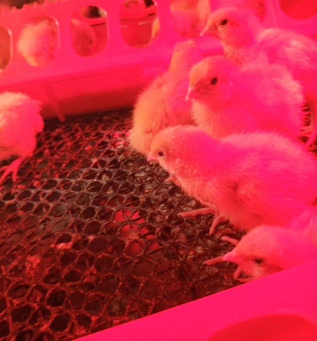 В наявності суточні перепела породи Техас білий БРОЙЛЕРНИЙ