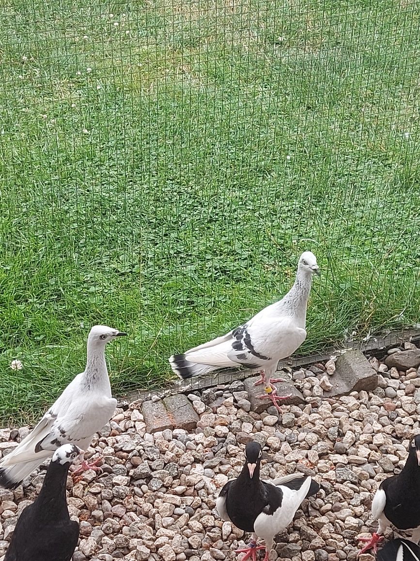 Srebrniaki,Pasiaki,Jarzebiak