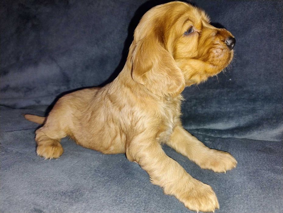 Śliczne szczeniaczki Cocker Spaniel Angielski