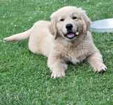 Golden retriever pieski