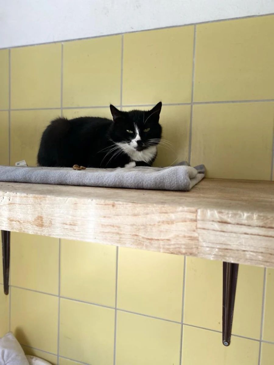 Kotka Greta do adopcji!