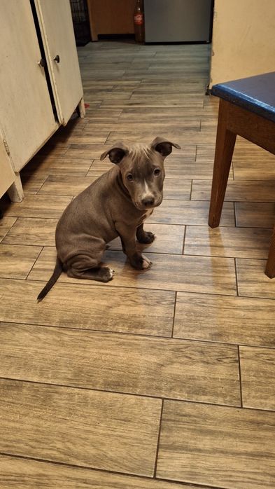 Амстафи голубо-білі, хлопці та дівчинка з гарним родоводом