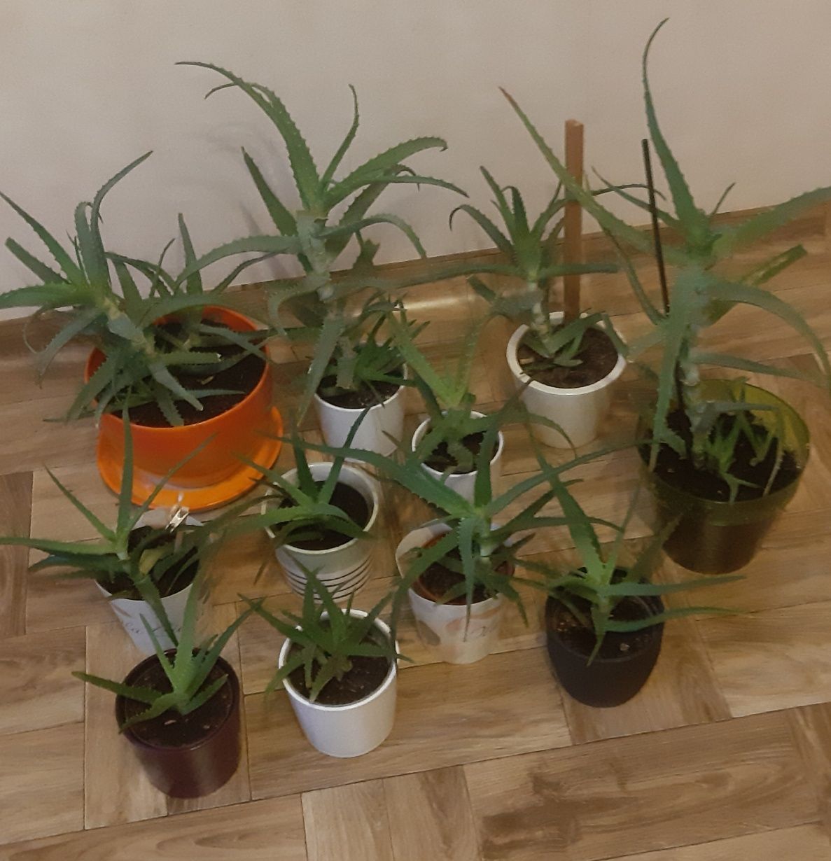 Aloes drzewiasty roślina lecznicza