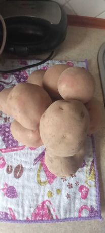 Sprzedam ziemniaki czerwone bellarosa duże, ładne cena za 1kg
