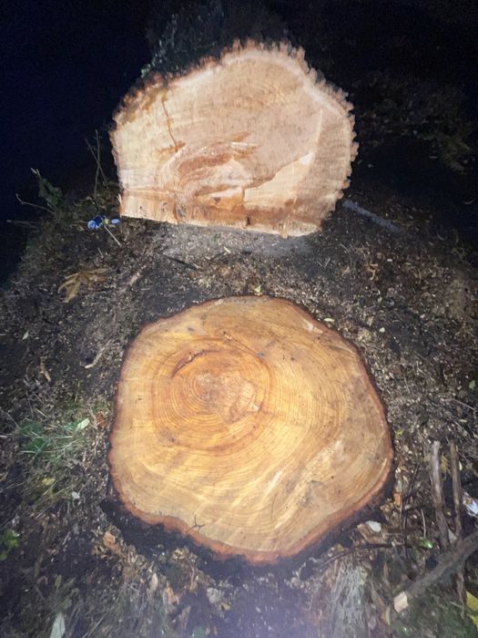 Kloc lipy kłoda lipa 2,5m długa zdrowa