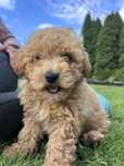 Bichpoo/Poochon/Maltipoo. Pudel/Bichon Frise