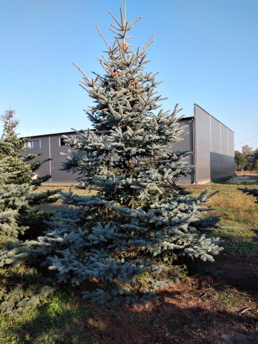 Świerk Srebrny "Glauca" 300-350cm