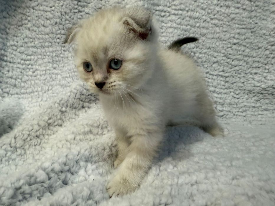 Kocurek kot szkocki zwislouchy fold pregowany wishkas gotowy do odbior