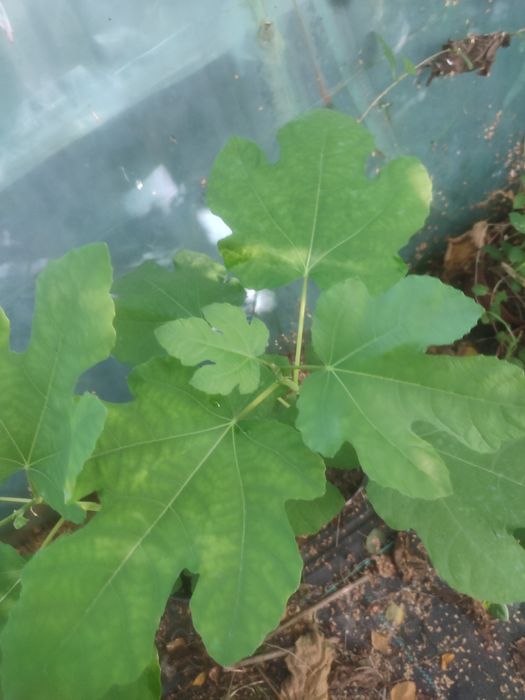 Sadzonki figi "Brown Turkey"