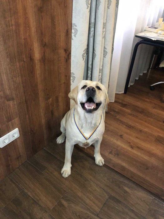 Лабрадор ретривер шукає дівчинку для вязки / лабрадор для вязки Київ