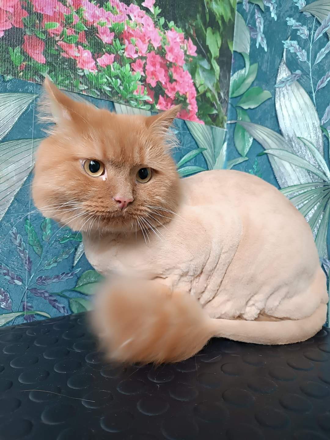 Кошки,собаки всех пород.