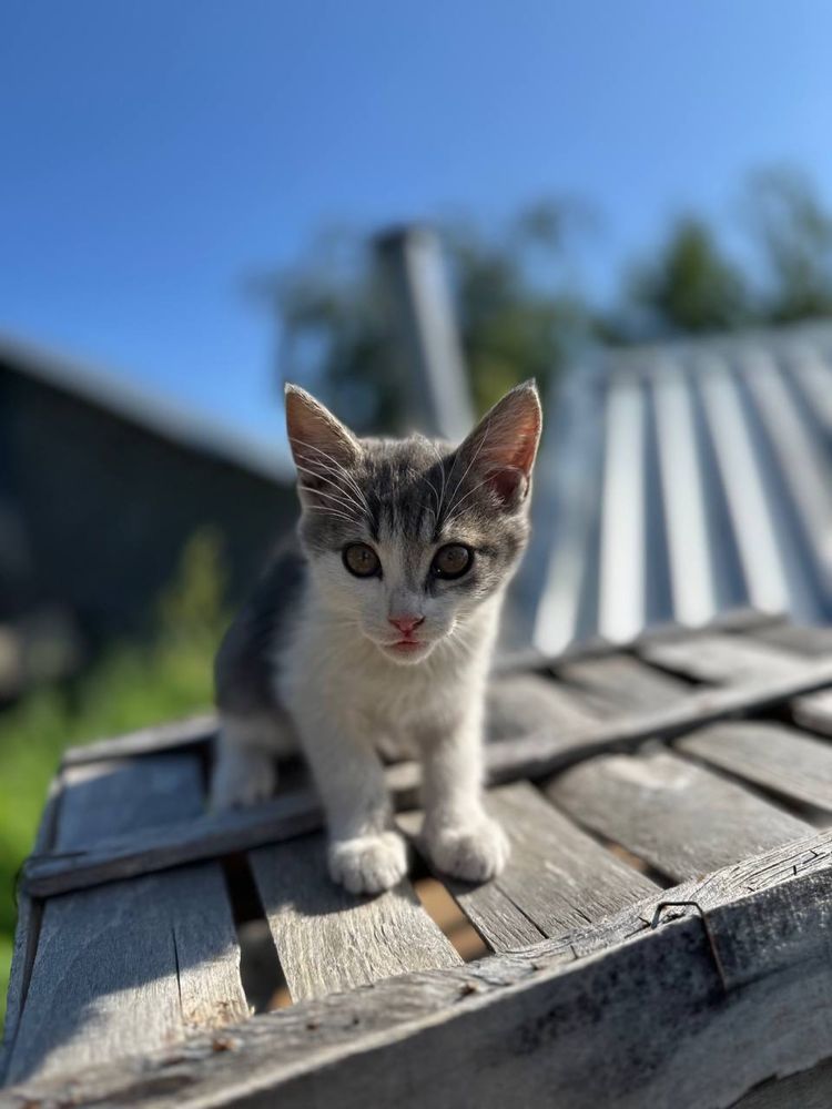 Віддаємо милих кошенят у добрі руки !