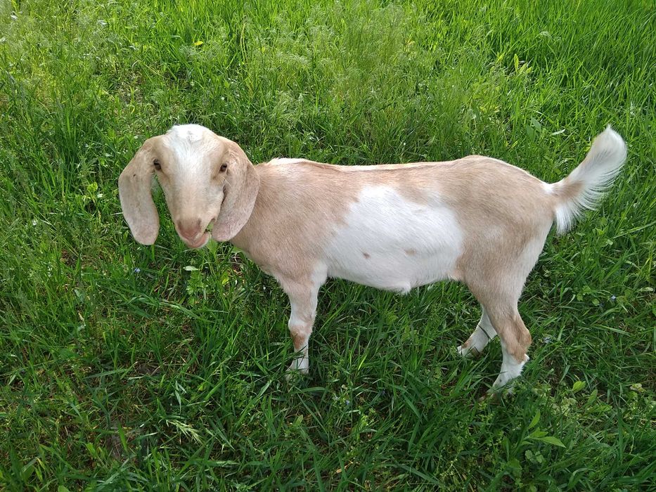 Англо-нубійська кізочка