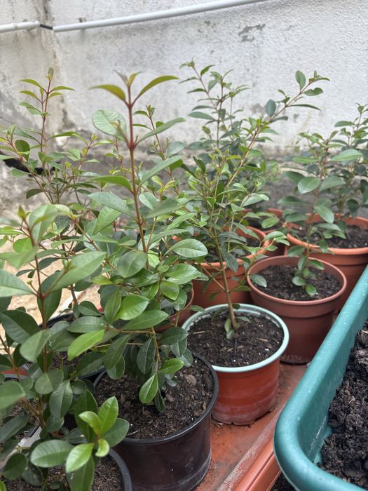 Eugenias (rebentos e sementes) para sebes e arbustos