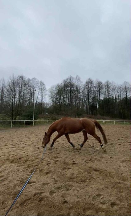 Wałach  kasztanowaty SF