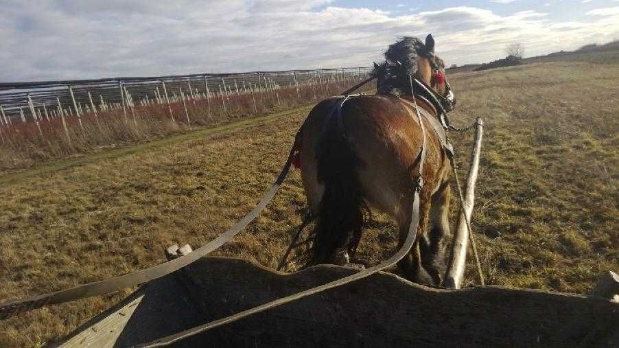 Klacz zimnokrwista 3 lata