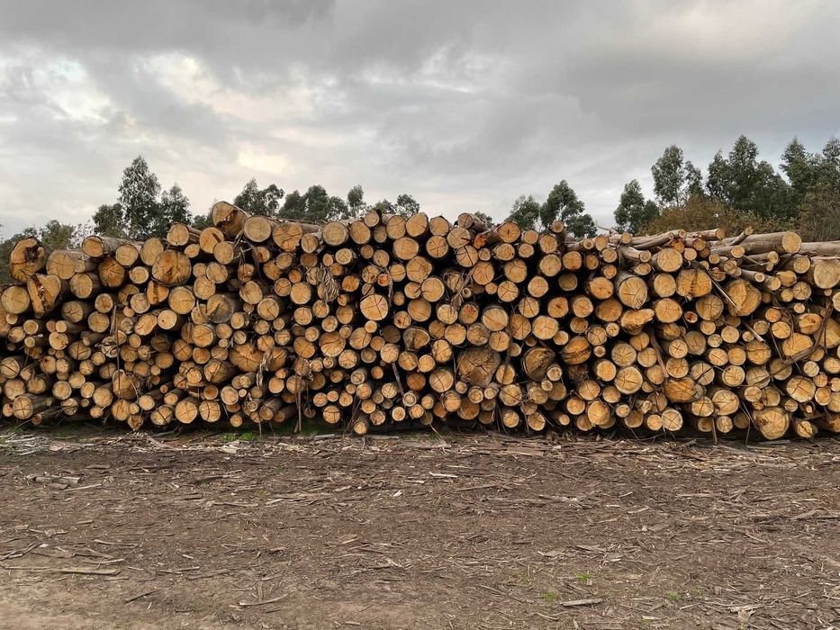 Lenha de eucalipto cortada