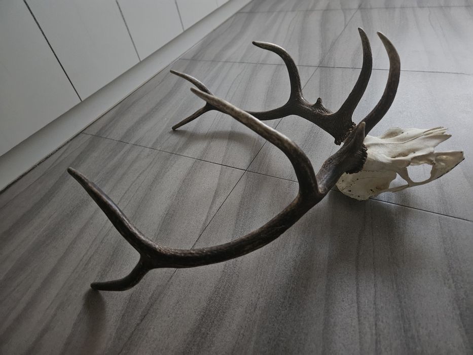 Poroże, wieniec byka