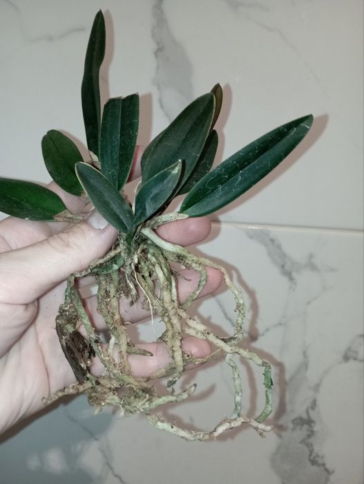 Орхидея каттлея Шиллериана